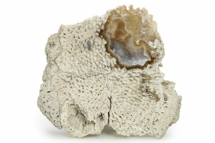 Agatized Fossil Coral Geode - Florida #256511